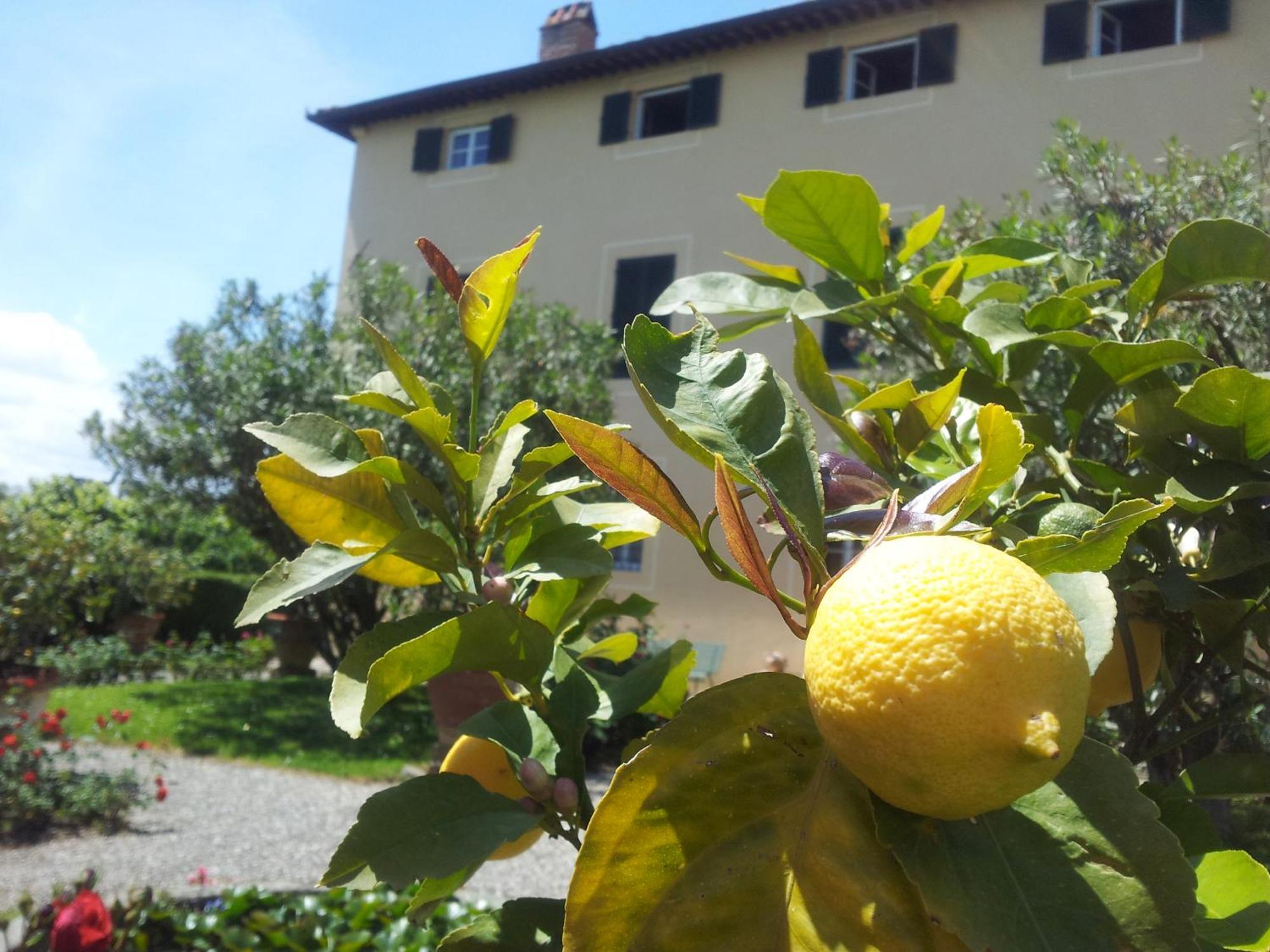 콜로디 Fattoria Gambaro Di Petrognano 빌라 외부 사진